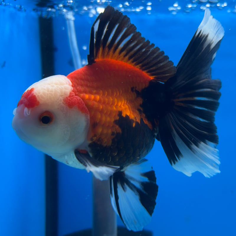 Thai Oranda Apache 3” Body Male(QGF-CK-1070)SHOWTANK