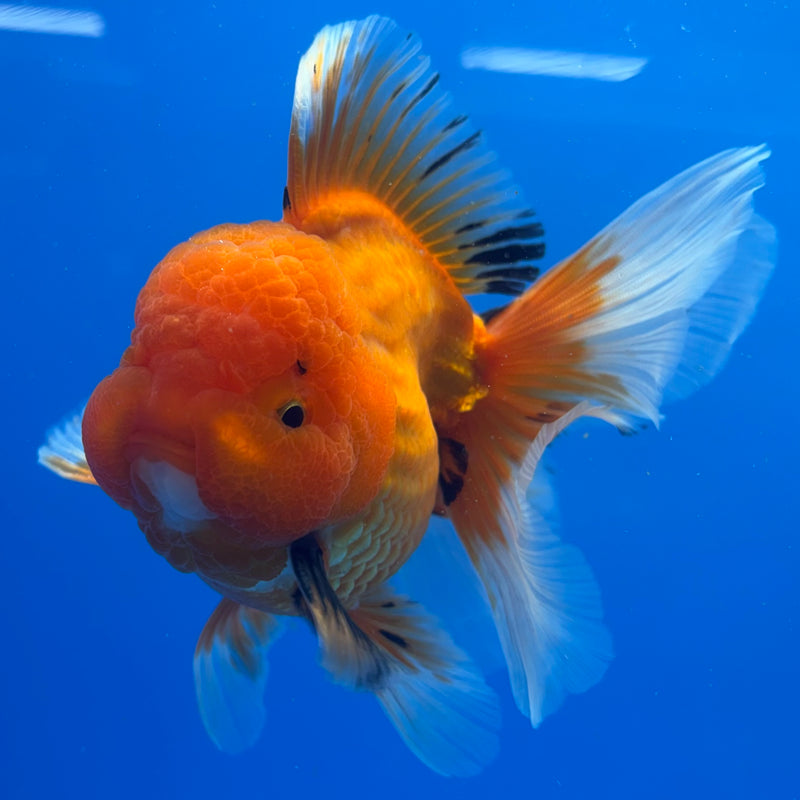 Thai Oranda JUMBO Apache 4” Body Male(CK-1367)R1B12