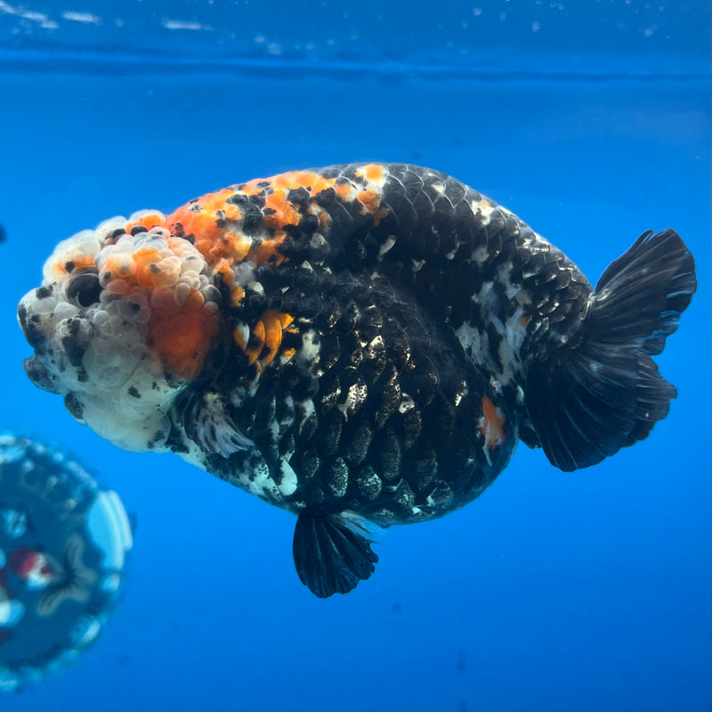 Thai Ranchu Red/Black Calico 4” Body Female(CK-1210)BLUETUB1