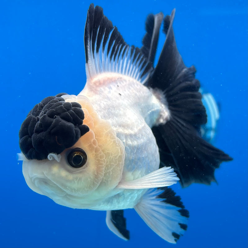 Thai Oranda Panda 3.5" Female(CK-1537)R2A07