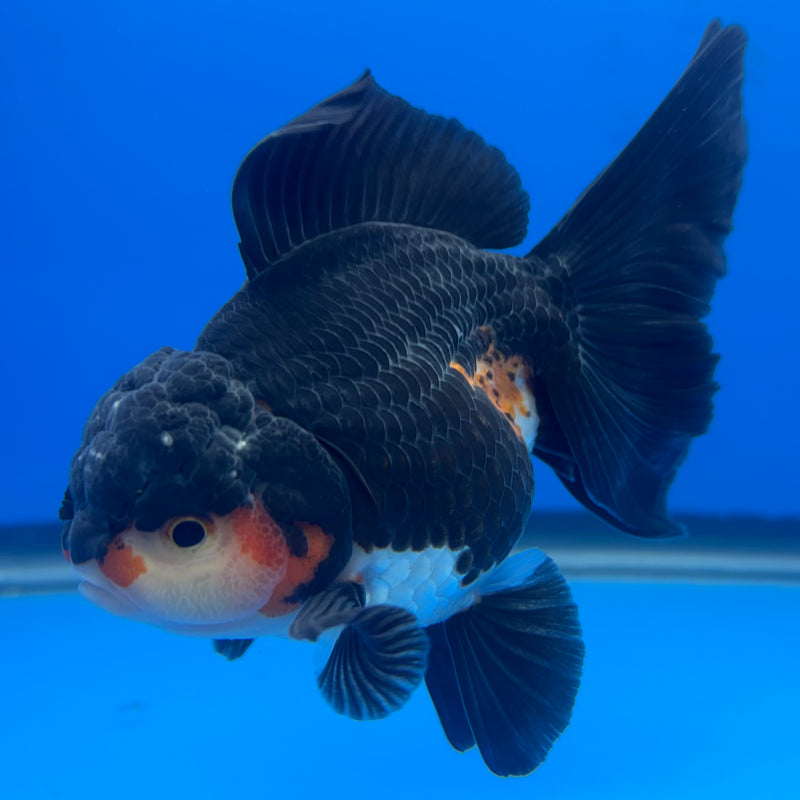 Thai Oranda Tri-Color/Apache 3” Body Female(CK-688)R1A07