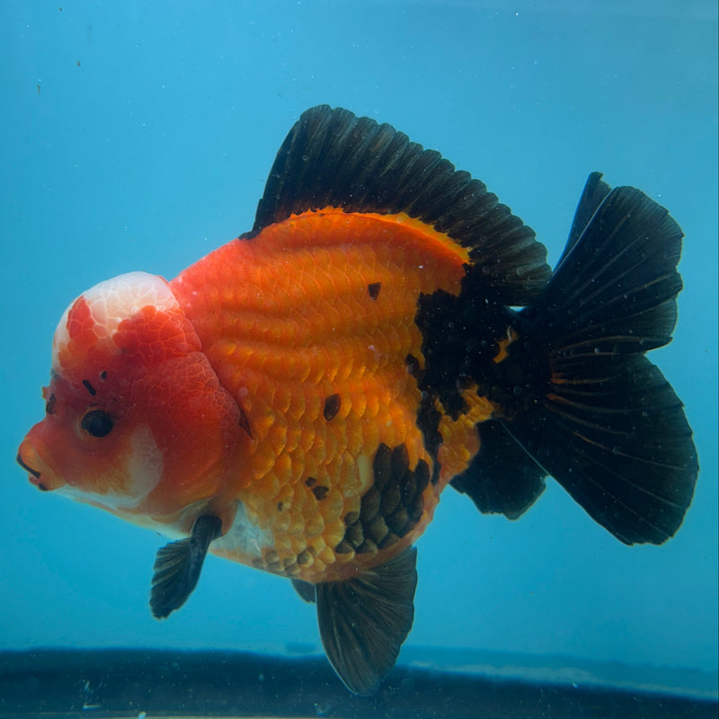 Thai Premium Jumbo Aapche Short Tail Giant Breed 5.00 inch Body Oranda (CRP-JO1016)