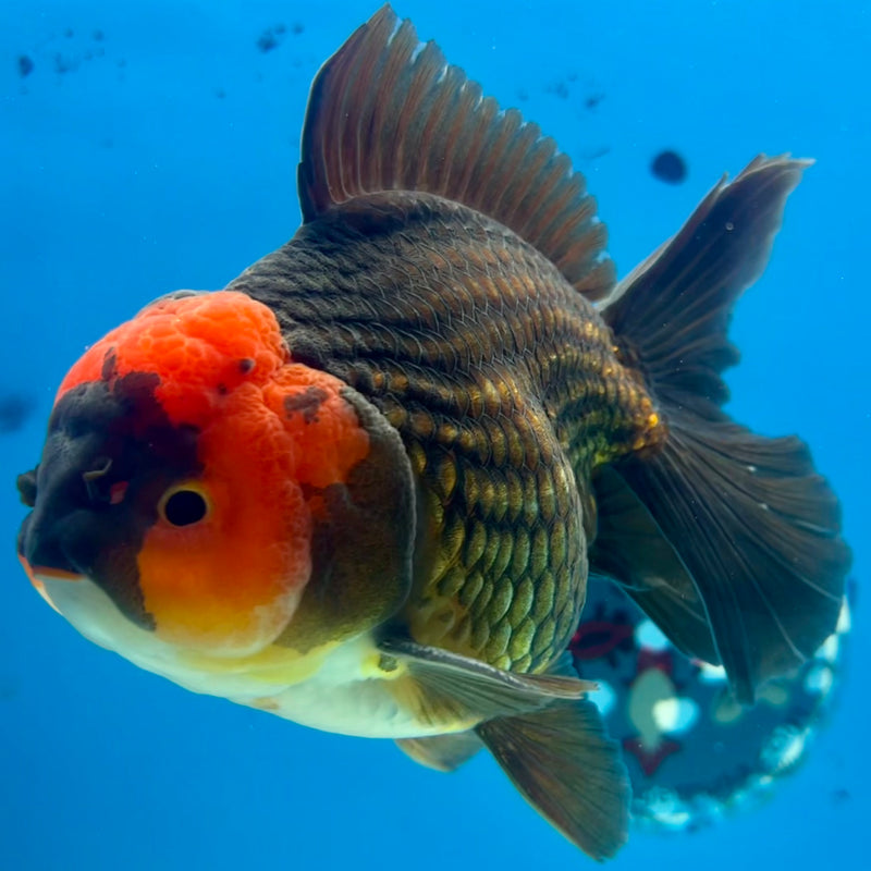 Thai Oranda Tri-Color 4” Body Male(CK-1101)SHOWTANK2