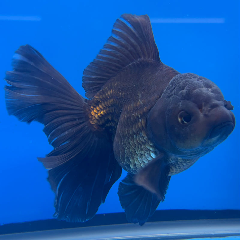 Thai Oranda JUMBO Full Black 4” Body Female(QGF-CK-1343)BLUETUB1