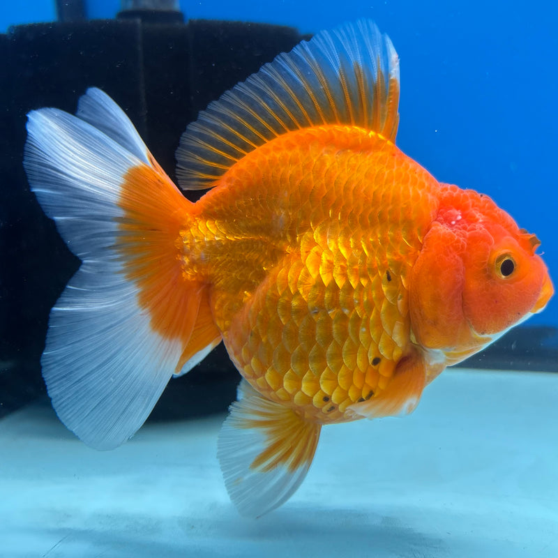 Thai Oranda Full Red 3.5” Body Female(CK-1199)SHOWTANK