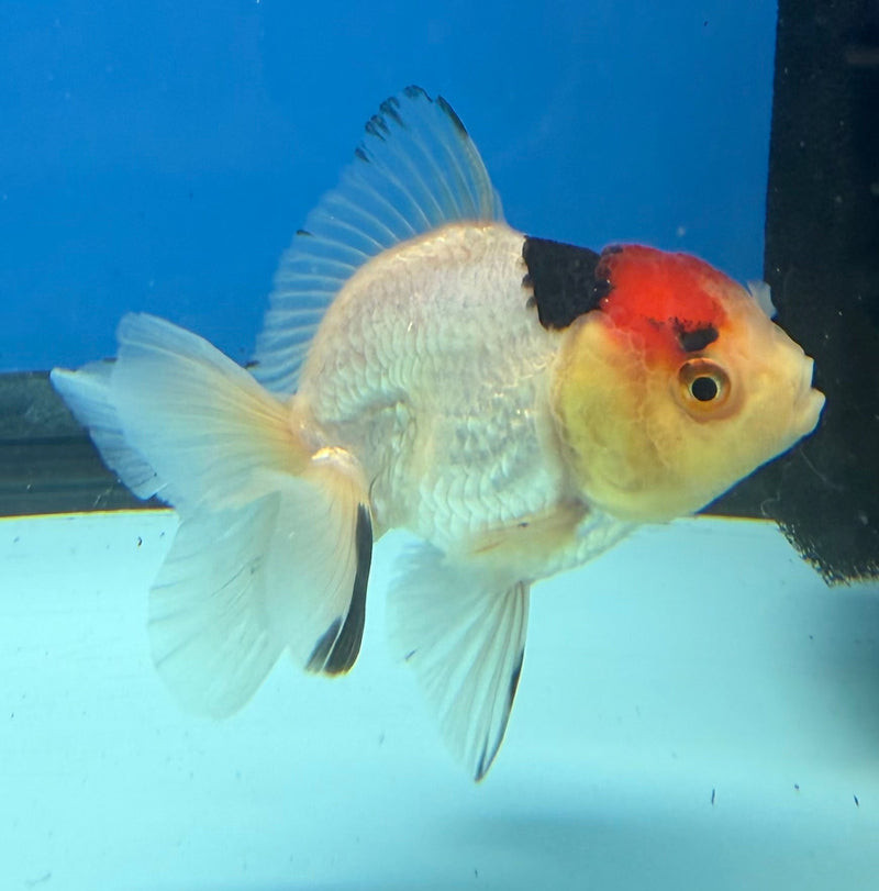 Thai Oranda Tri-Color 2.5” Male (FEB-268)R3A09