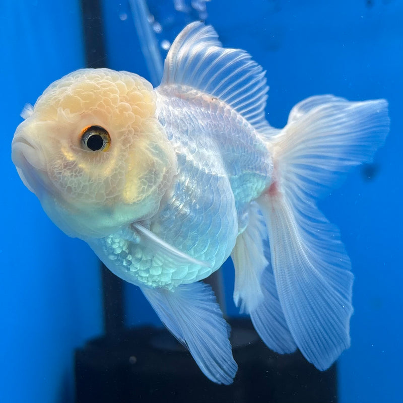 Thai Oranda White 3” Body Female(CK-981)R3B08