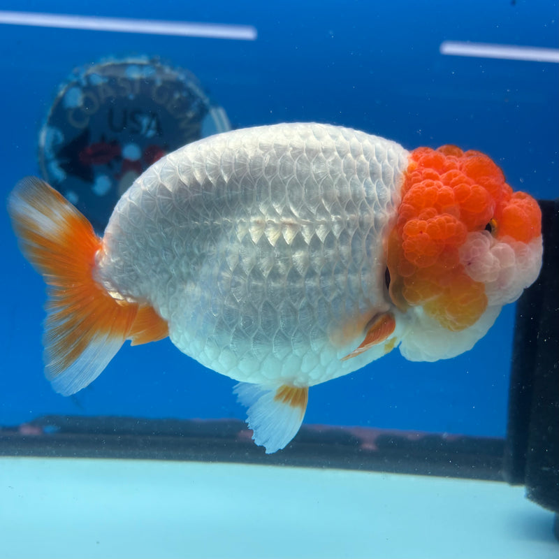 Thai Ranchu JUMBO Red/White 4.5” Body Male(CK-1453)SHOWTANK2