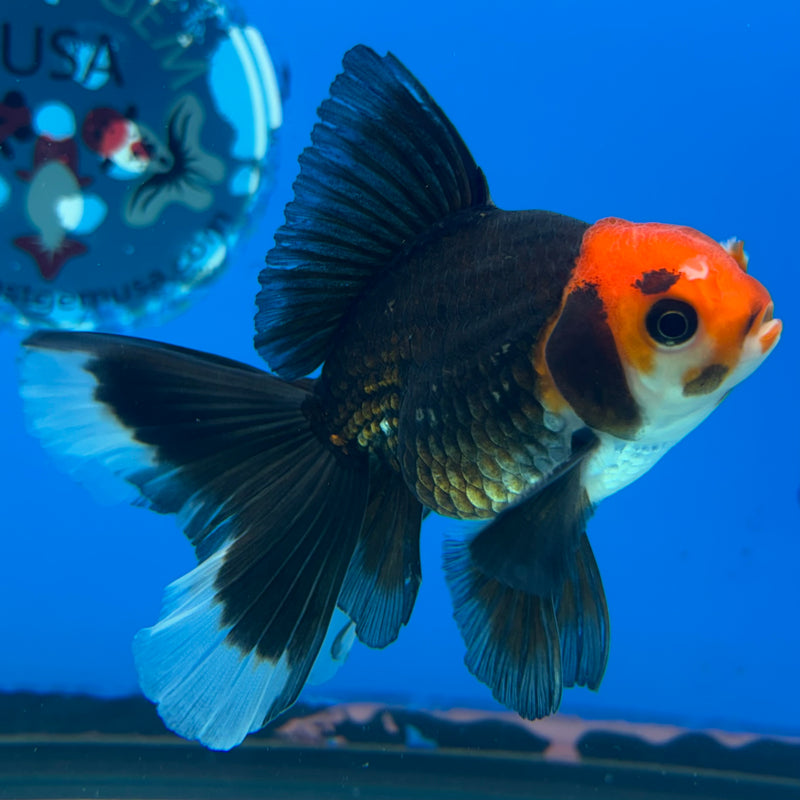 Thai Oranda Black Body Red Cap 3” Body Male(CK-869)R3A15