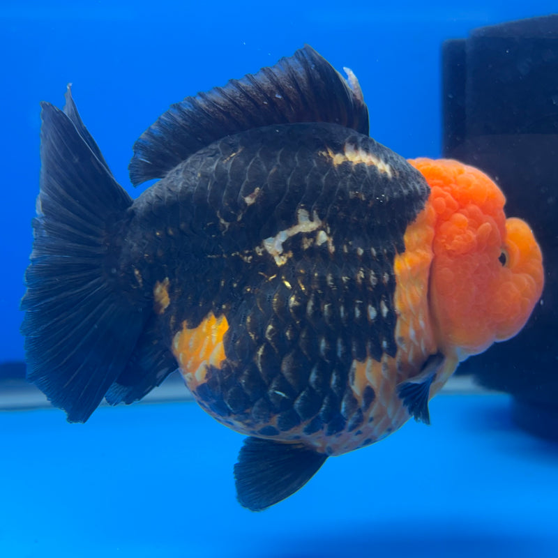 Thai Premium Oranda Yuanbao Apache 4” Body Male(CK-771)R1BlueTub4