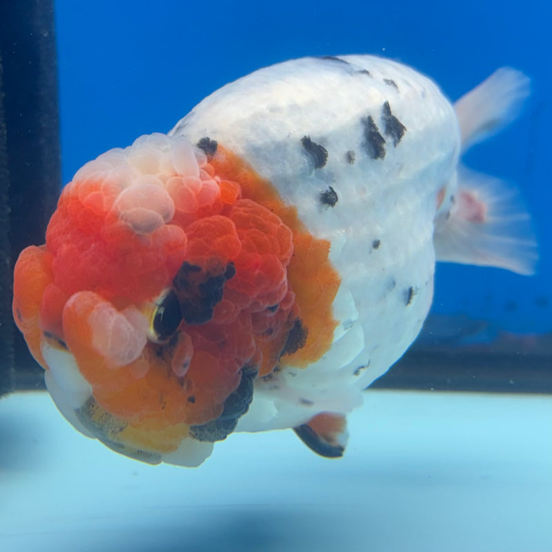 Thai Ranchu JUMBO Calico 4.5” Body Male(BIN-CK-1051)SHOWTANK2