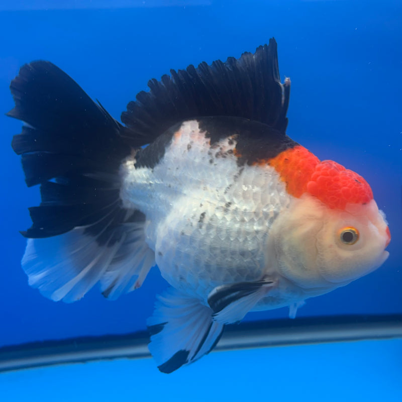 Thai Oranda JUMBO Tri-Color 4.5” Body Female(QGF-CK-1315)BLUETUB1