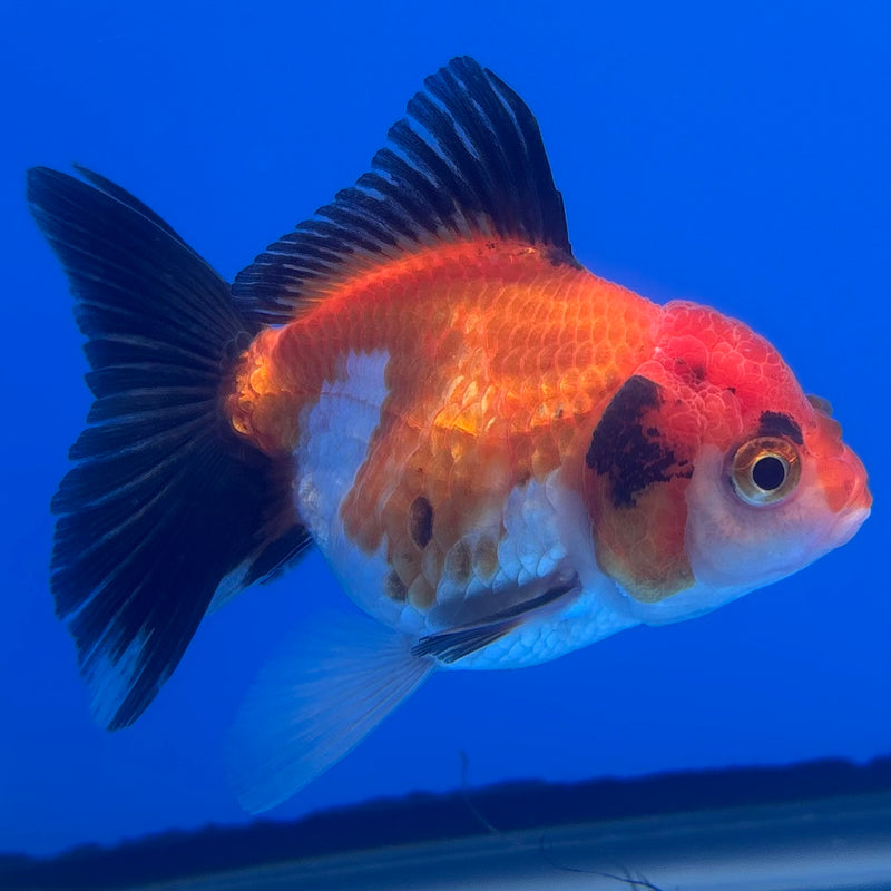 Thai Oranda Apache 2.5” Body Female(CK-1244)R3B10