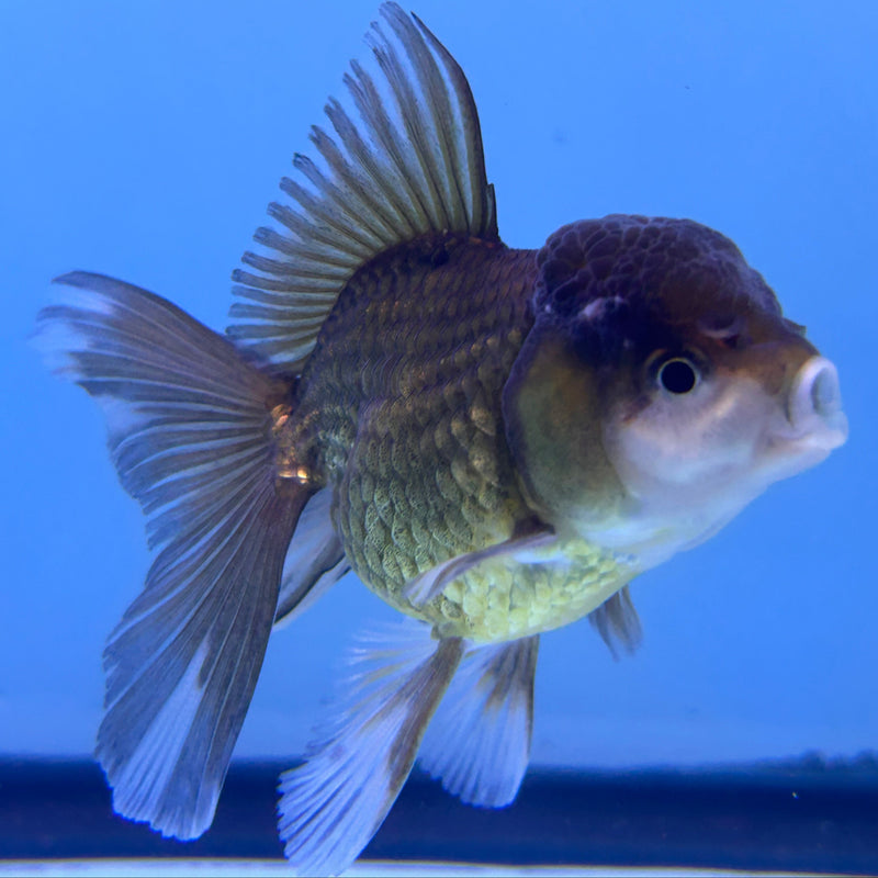Thai Black Oranda 2”Body Male (JCD-027)R4B07