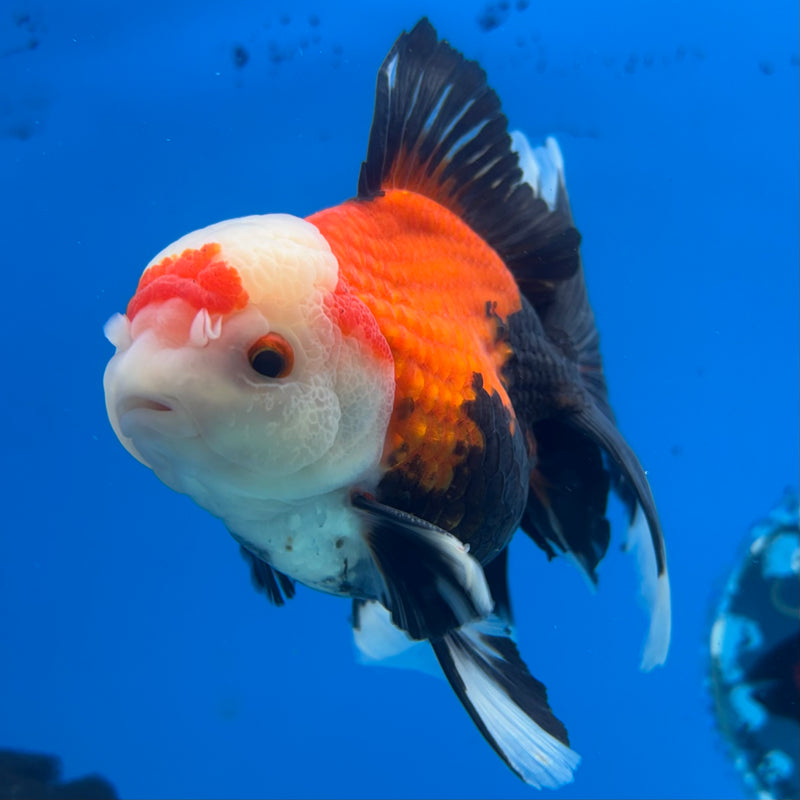 Thai Oranda Apache 3” Body Male(QGF-CK-1070)SHOWTANK