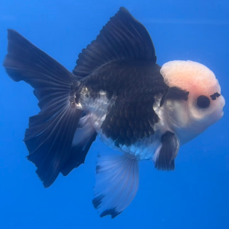 Thai Oranda Panda 3” Body Male(CK-1223)R1B08