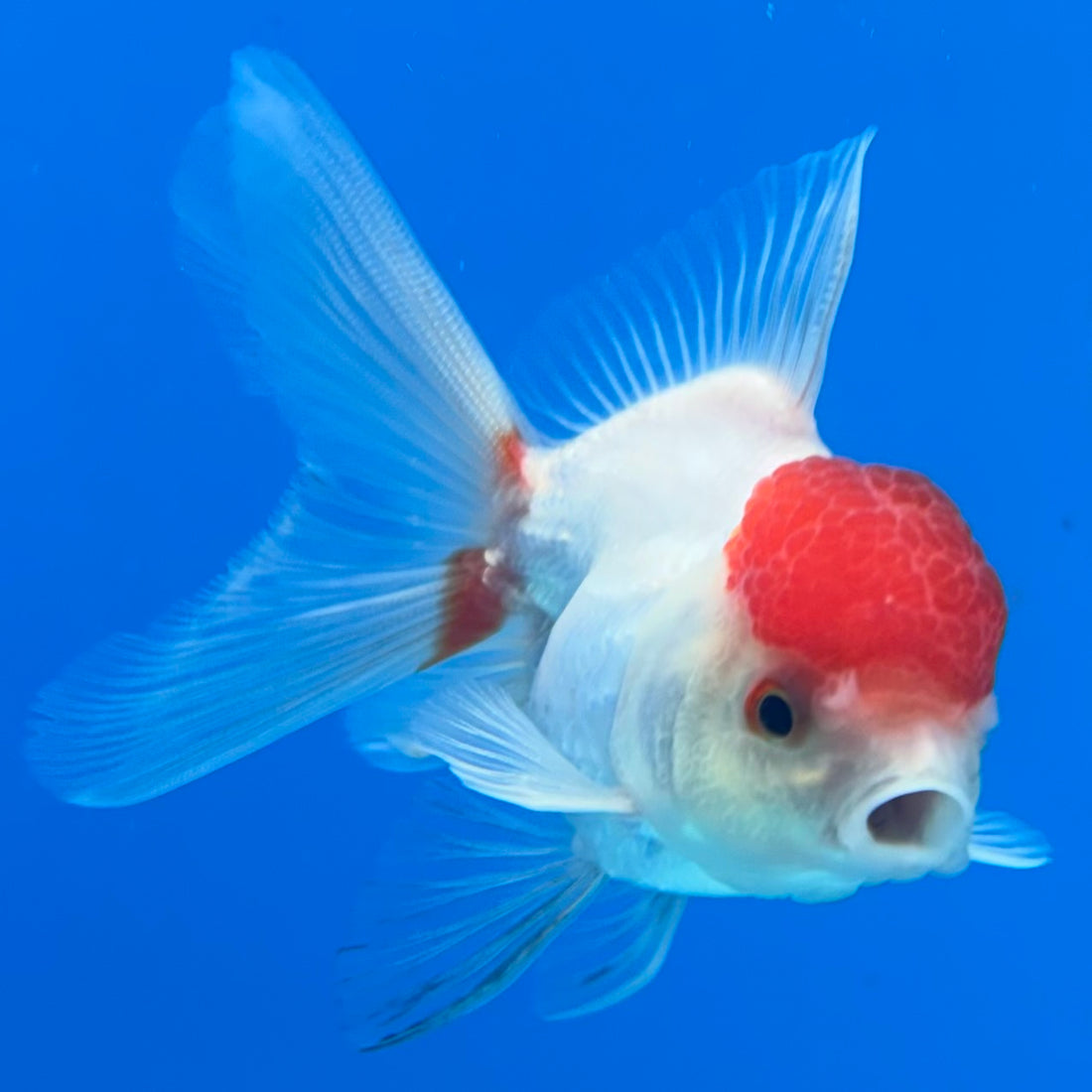 Thai Oranda White Body Red Cap 2” Male (CK-1560)R3A09