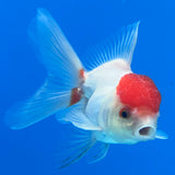 Thai Oranda White Body Red Cap 2” Male (CK-1560)R3A09