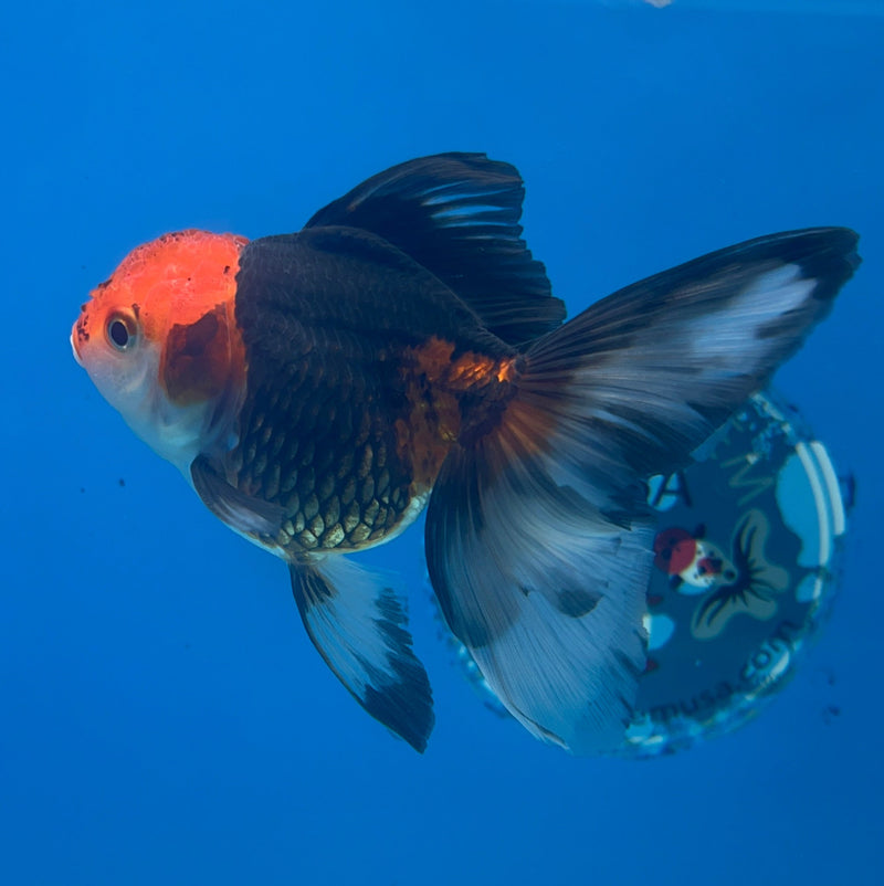 Thai Oranda Apache 3in Female (FEB-293)R2B05