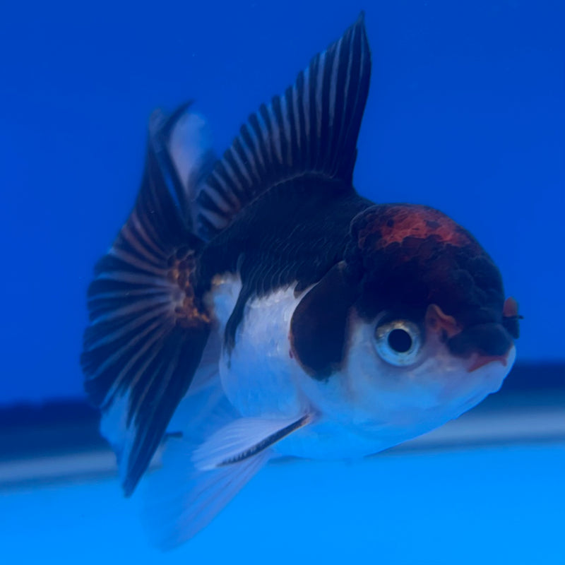 Thai Oranda Tri-Color 2.5” Body Male(CK-1256)R3B07