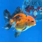 Thai Oranda Apache 3in Female (FEB-325)R2B09