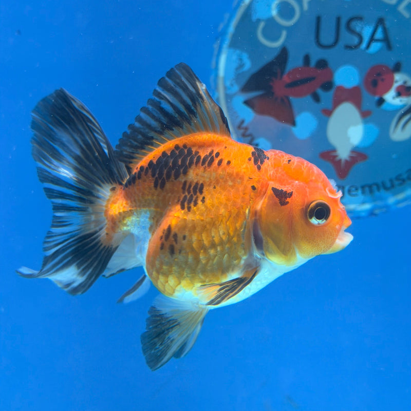 Thai Oranda Apache 3in Female (FEB-325)R2B07