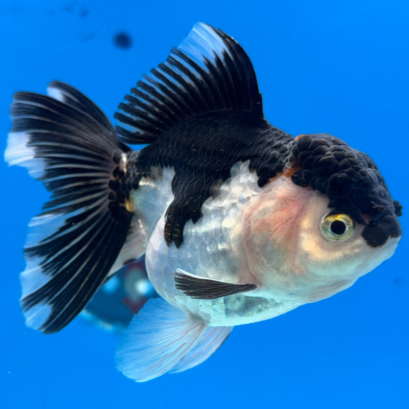 Thai Oranda Panda 3.5” Body Female(CK-911)R1BLUETUB4