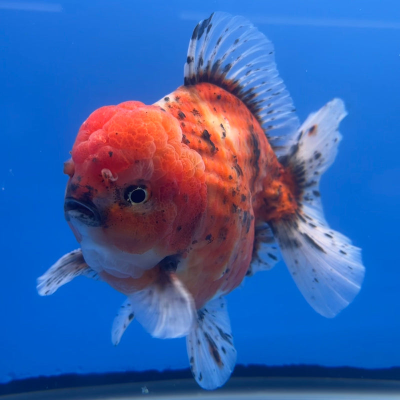 Thai Oranda JUMBO Red Calico 5” Body Male(CRP-CK-644)R1BLUETUB2