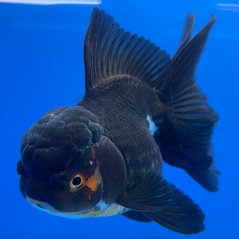 Thai Oranda Apache/Tri-Color 3” Body Female(CK-1232)R1A11