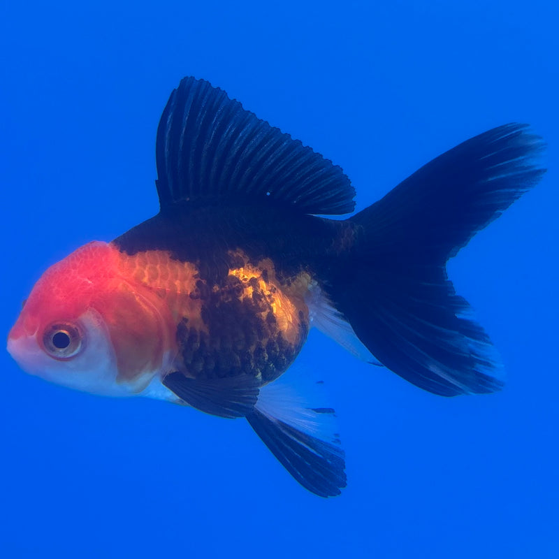 Thai Oranda Apache 2.5” Body Female(CK-1255)R3B07
