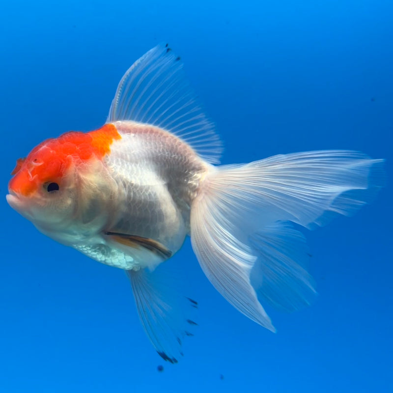Thai Oranda White/Red Cap 2.5” Body Female(CK-1120)R3A16