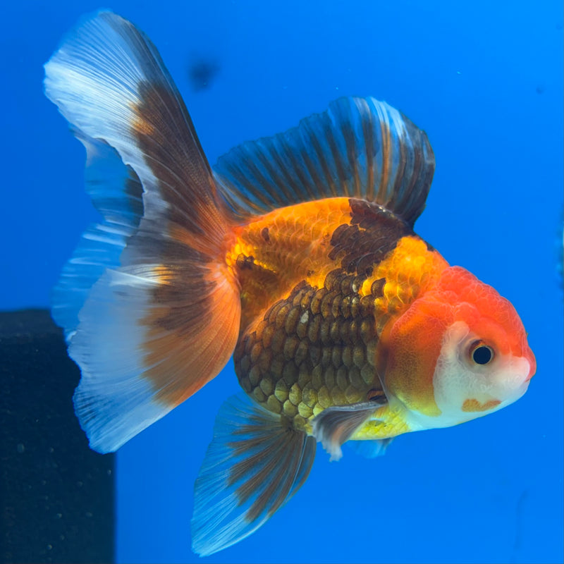 Thai Oranda Apache 2.5” Body Male(CK-853)R3B17