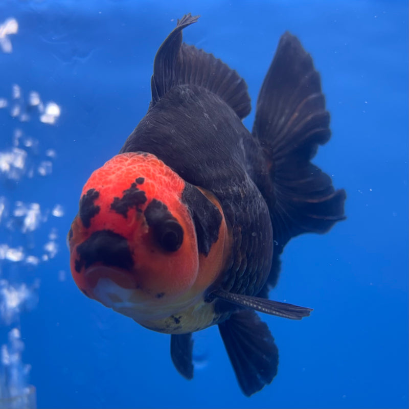 Thai Oranda Apache 3” Body Male(CK-841)R3B20