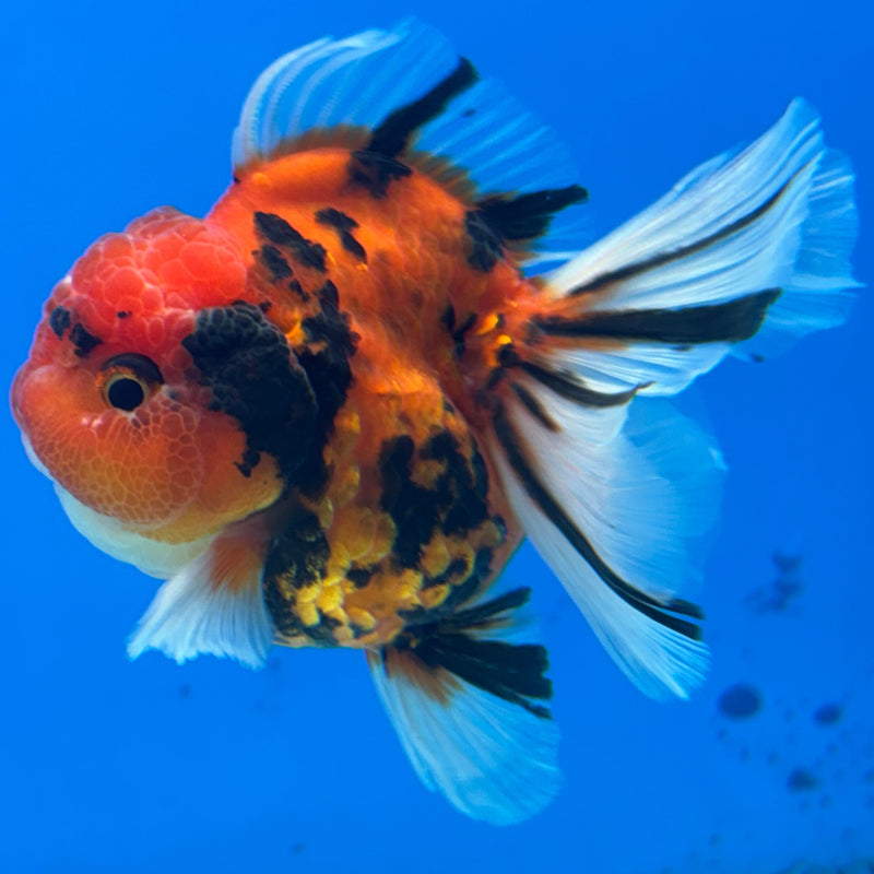Thai Oranda Red Calico 2.5” Body Male(CK-627)R1A09