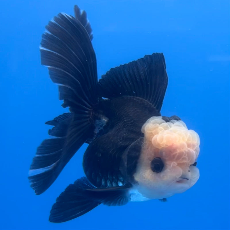 Thai Oranda Panda 3” Body Female(CK-1217)R1A09