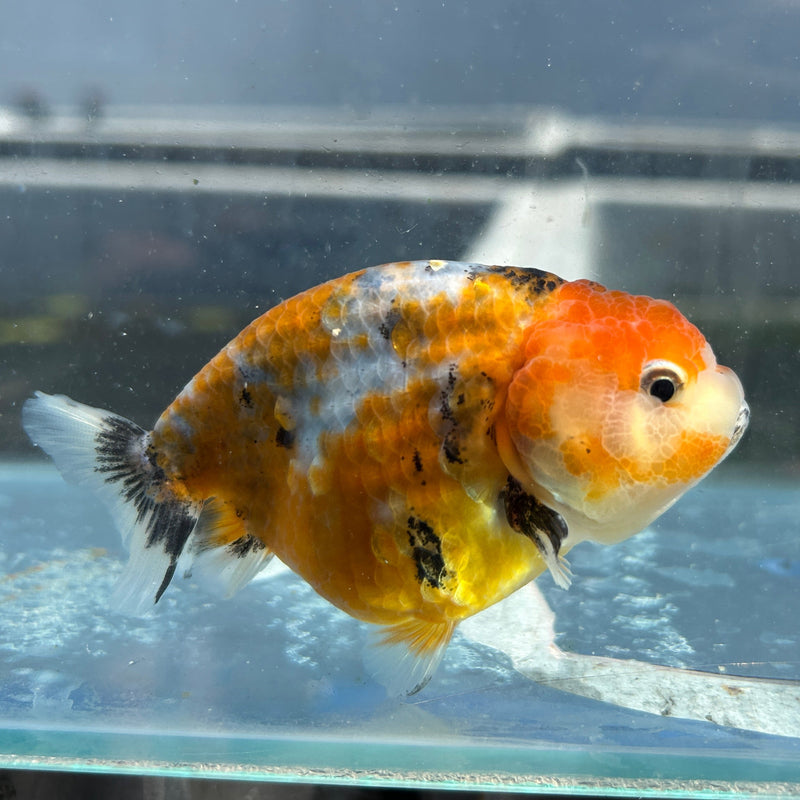Live Premium Fancy Goldfish Thai Ranchu Calico 3" Body Hand Select (JC-098) R4C10
