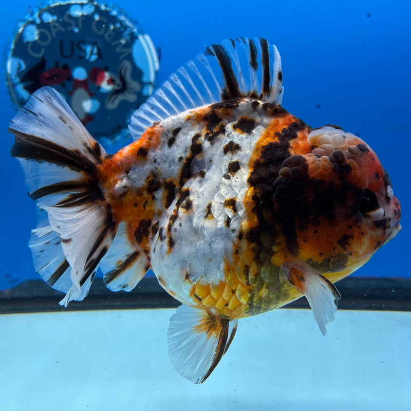 Thai Oranda Tri-Color Calico Tiger 4.5” Body Female(NKT-CK-1026)SHOWTANK2