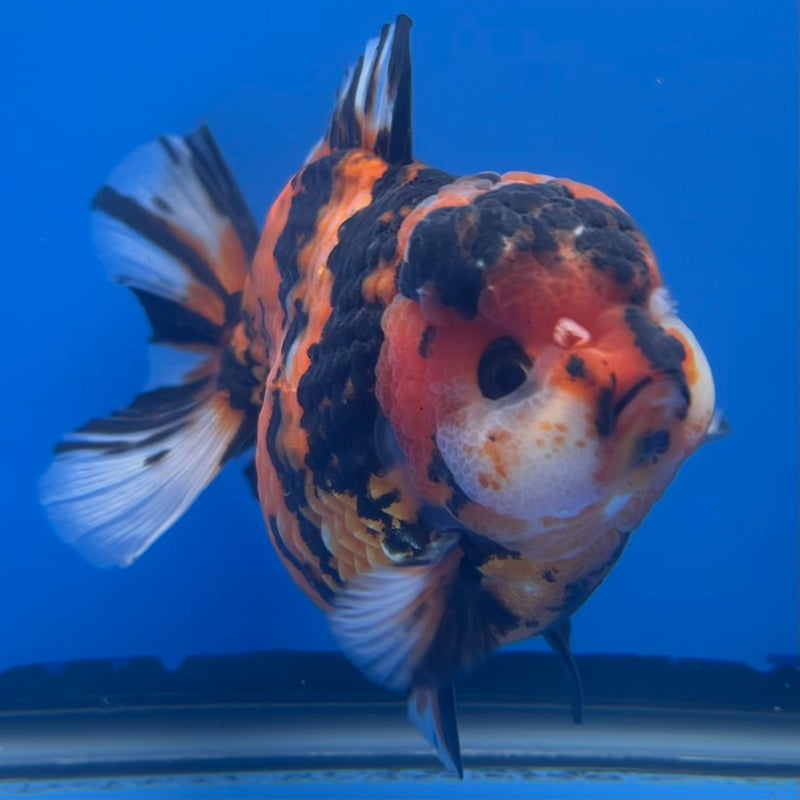 Thai Premium Oranda Yuanbao Tiger Calico 4” Body Male(CK-756)R1BlueTub4
