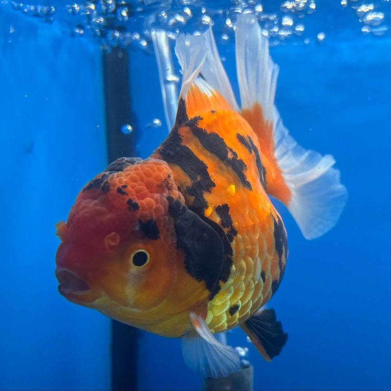 Thai Oranda Tiger Calico 3.5” Body Female(BIN-CK-1056)SHOWTANK2