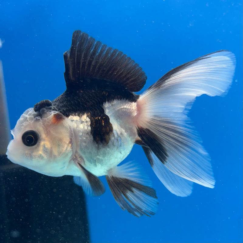 Thai Oranda Panda 2” Body Female(CK-1015)R3B14