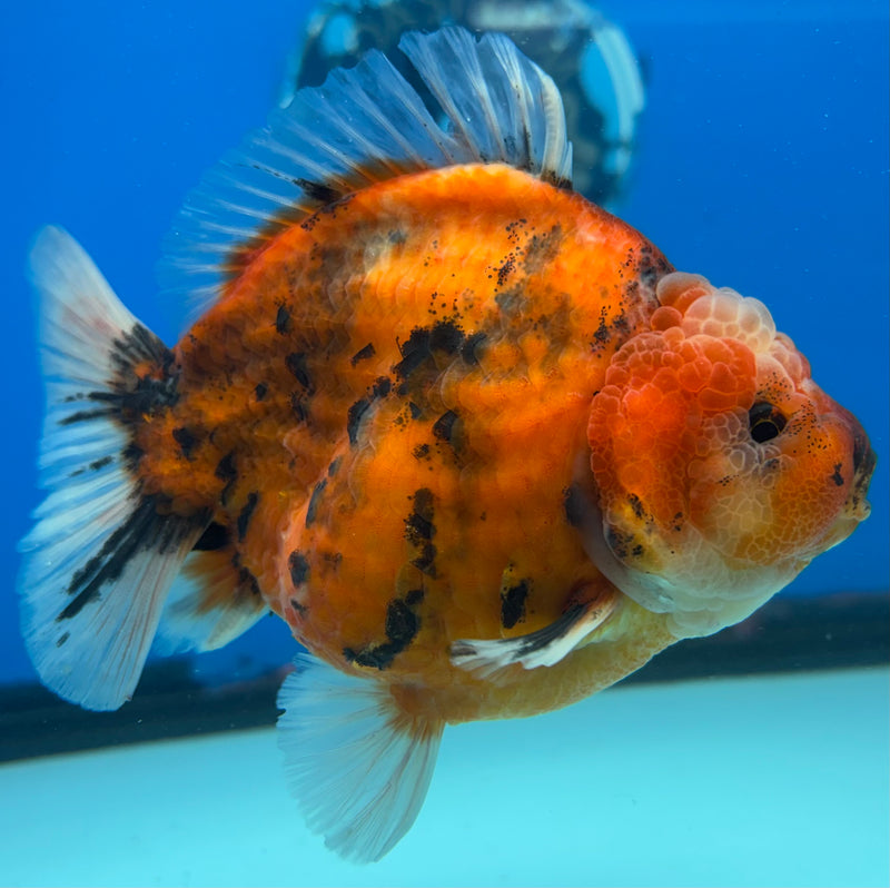 Thai Oranda Calico Tiger 3.5” Body Male(CK-1516)BLUETUB-D
