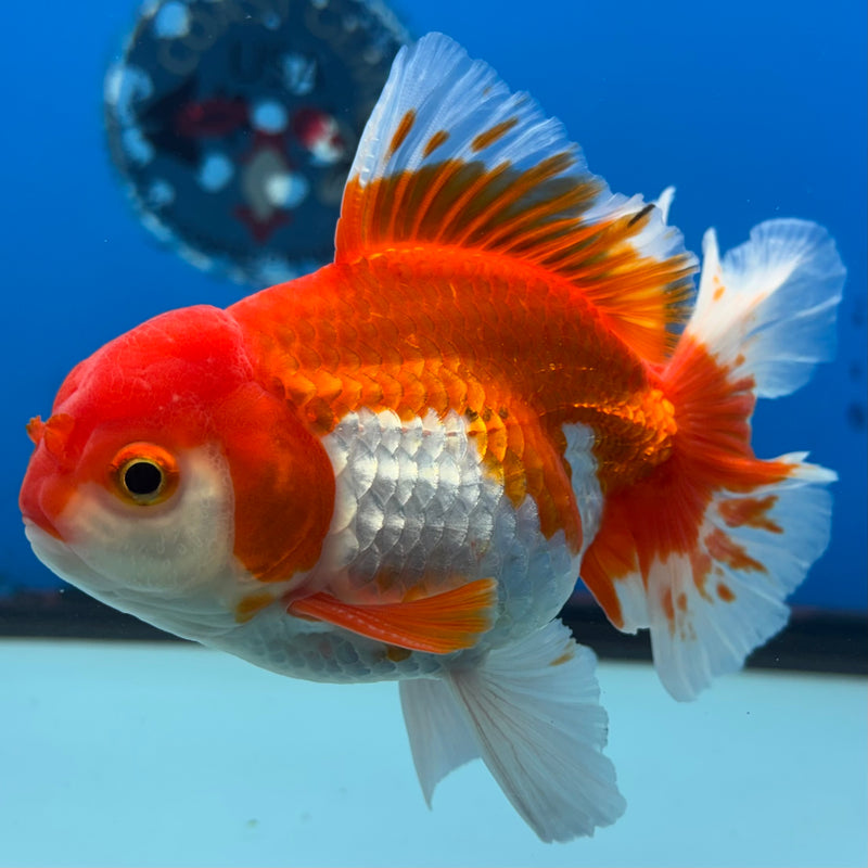 Thai Oranda Red/White 3.5” Body Male(QGF-CK-1075)SHOWTANK