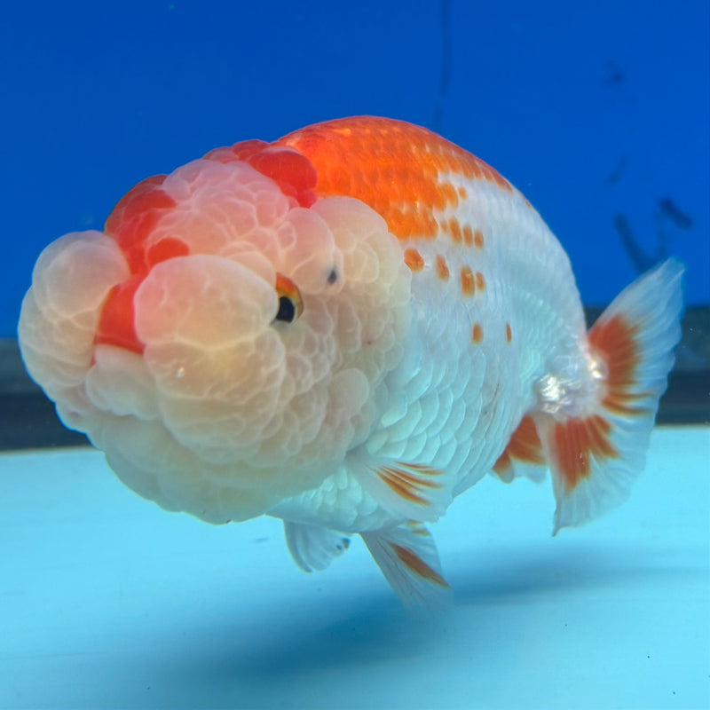 Thai Ranchu Red/White 3” Body Male(CK-993)R3B03