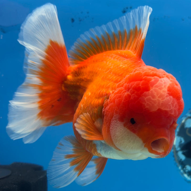 Thai Jumbo Oranda Red/White 4.5” Body Female(CRP-CK-1084)BLUETUB2