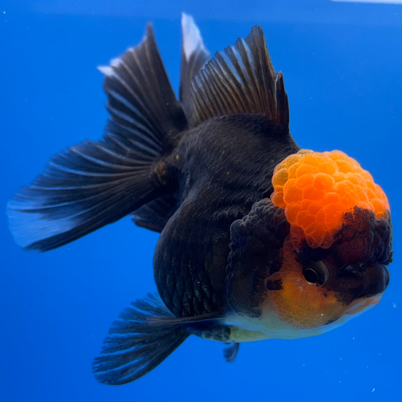 Thai Oranda Black Body Red Cap 3” Body Female(CK-1228)R1B08