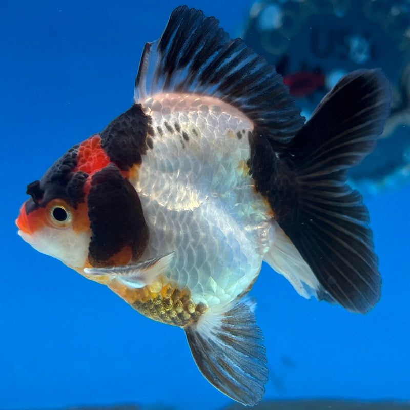 Thai Oranda NOK Tri-Color 2.5” Body Male(NOK-CK-1175)R3B18
