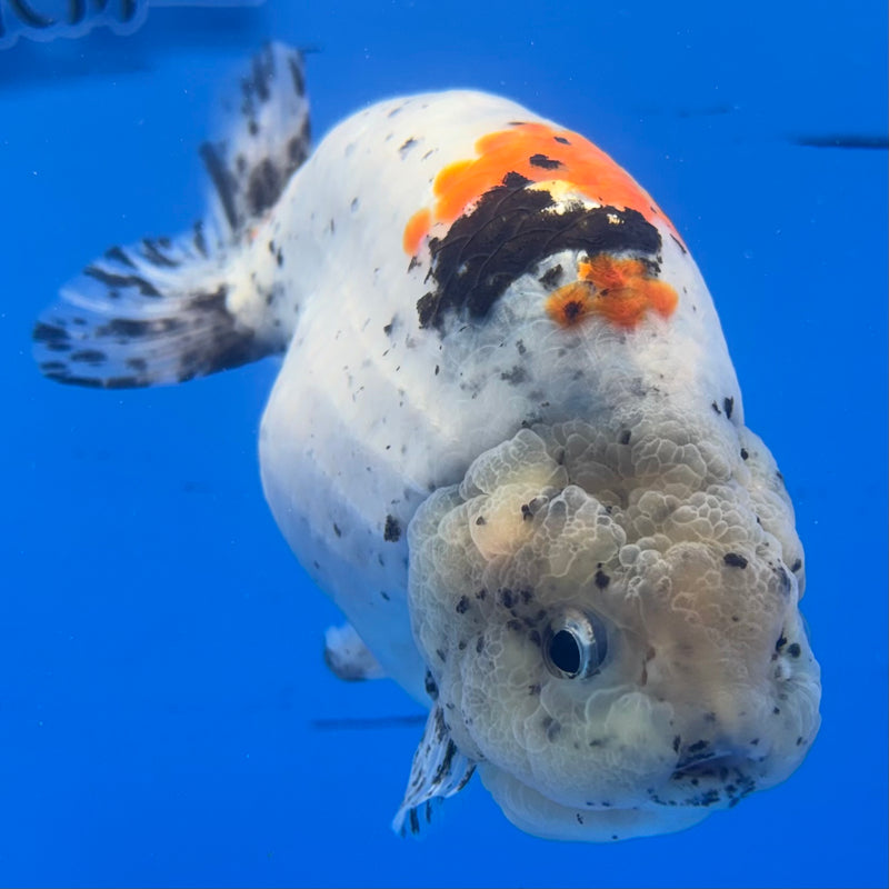 Thai Super Jumbo Calico Ranchu 6” Body Male(CK-CRP-JO1142)