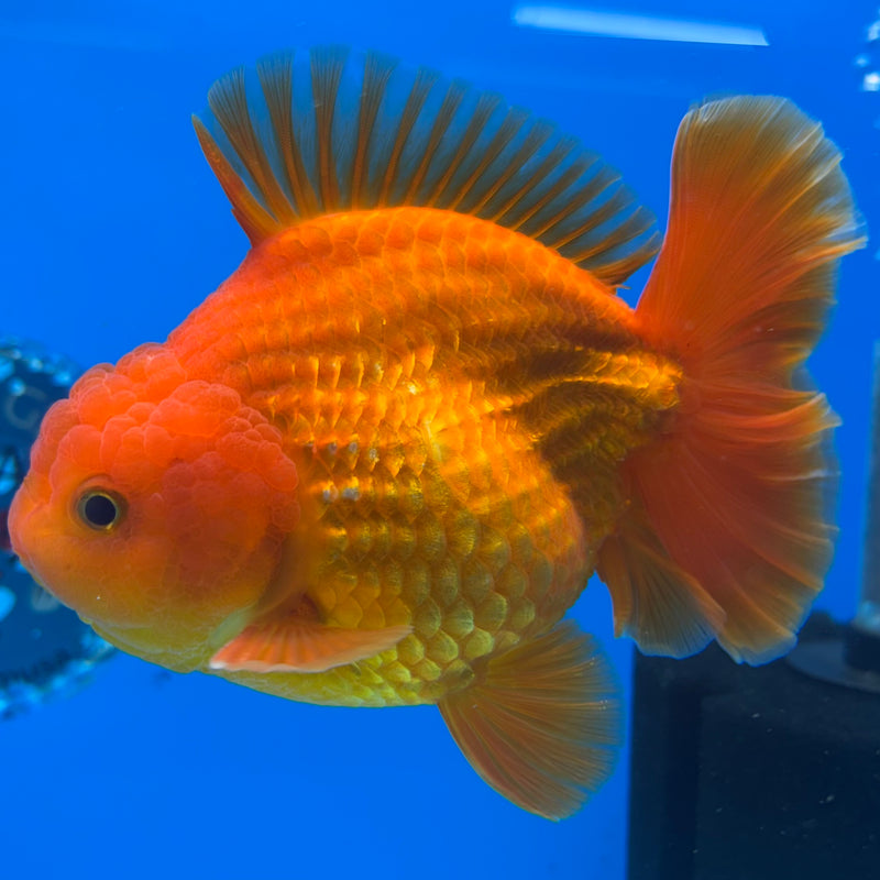 Thai Oranda Full Red 4” Body Male(CK-1445)R1BLUETUB1