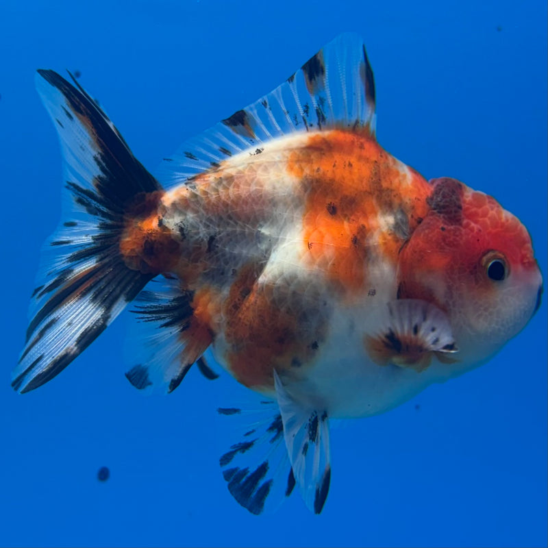 Thai Oranda SHOGUN 2.5” Body Male(CK-1155)R3A10