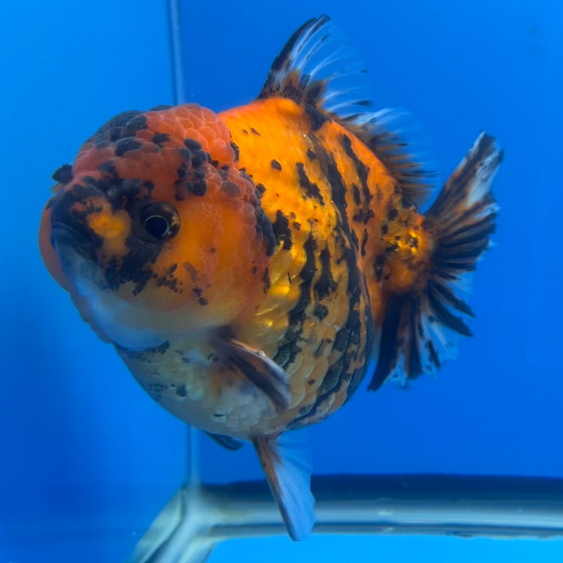 Thai Oranda JUMBO Red Calico Tiger 4.5” Body Female(CRP-CK-648)BLUETUB2